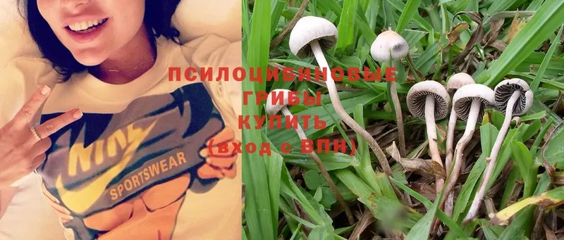 Псилоцибиновые грибы Magic Shrooms  как найти наркотики  mega ссылки  Приволжск 